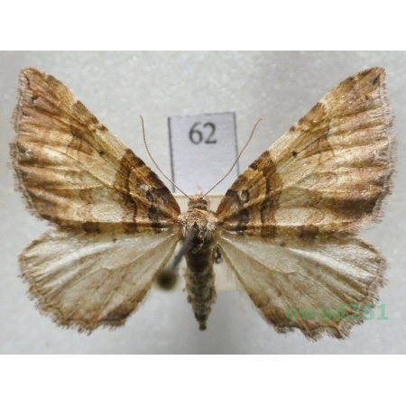 Earophila badiata (Denis & Schiffermüller, 1775) Czech62